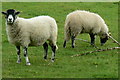 Fort Putnam Sheep Grazing