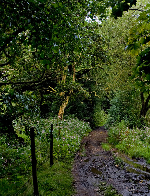Path along The Goit