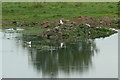 Gulls at Pond