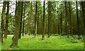 Conifers, Woodburn forest near Carrickfergus