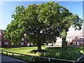 Old Tree, Bluebell Hollow, Walton Fields Estate