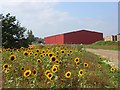 SU7352 : Sunflowers and red barn, Lodge Farm, Odiham by Andrew Smith