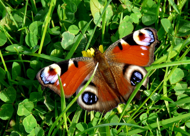 Peacock butterfly © sylvia duckworth cc-by-sa/2.0 :: Geograph Britain ...