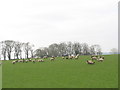 Sheep at Fferam-uchaf farm