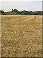 Footpath through stubble