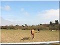 Horses in a field next to the Hafoty Covert