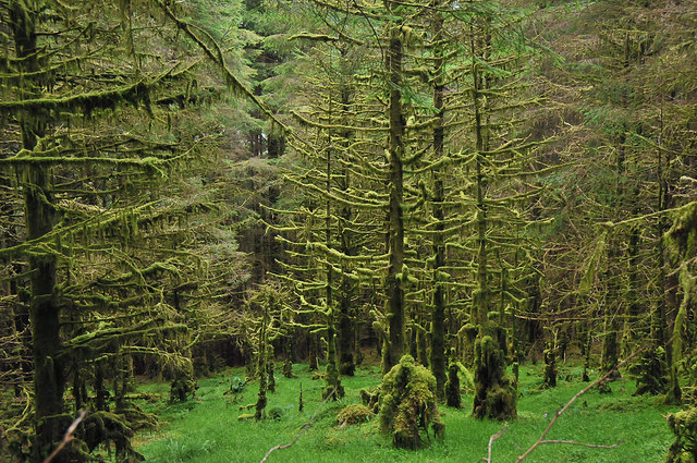 Dense forest near Kinlochan
