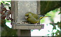 Greenfinch at Feeder