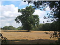 Field with Finborough Wood behind