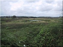 SX9687 : Exminster Marshes by Sarah Charlesworth