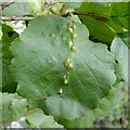 Leaf galls on common alder