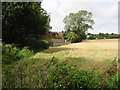 Field edge, looking towards Yewtree Cross