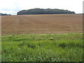 Large field, looking up to Temple Grove