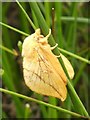 NS3778 : The Drinker (Euthrix potatoria) - a moth by Lairich Rig