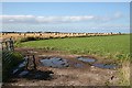 Bales by Buckie