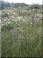 Verge of Stithians Reservoir, June