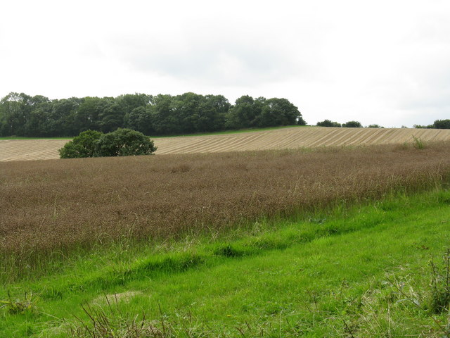 Rolling countryside near Cockshot Hill