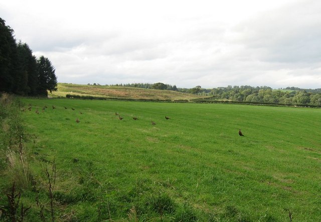 Pheasants and Fields