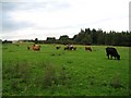 NZ0892 : Cow Field by Antonia