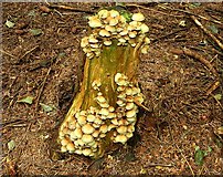 J2558 : Fungus, Hillsborough forest 08-21 by Albert Bridge
