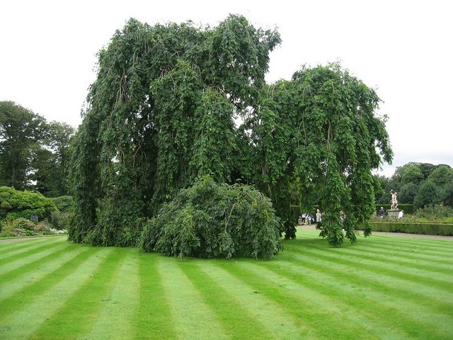 270 Year Old Weeping Ash Tree