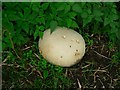 Giant Puffball by Tong Lane