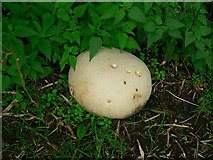 SE2231 : Giant Puffball by Tong Lane by Rich Tea