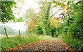 Autumn at Rabbit  Hill near Ballymena (3)