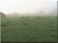 Field in the fog