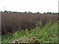 Beanfield, Bunnage Farm