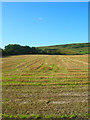 Field near New Barn