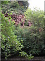 Caves in the sandstone cliffs above the Ale Water