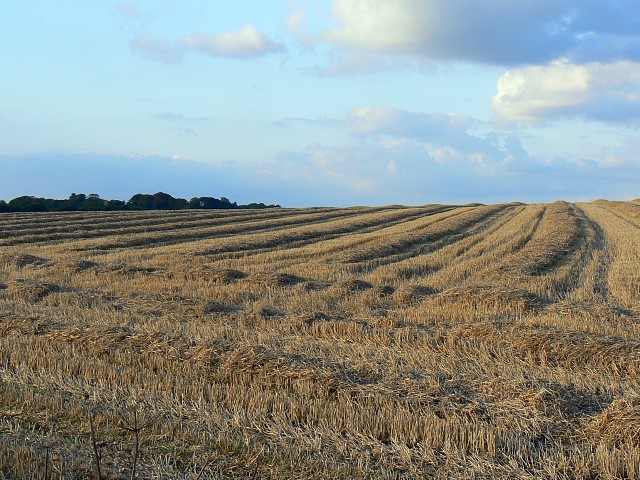 Harvested field, near Winterbourne Bassett