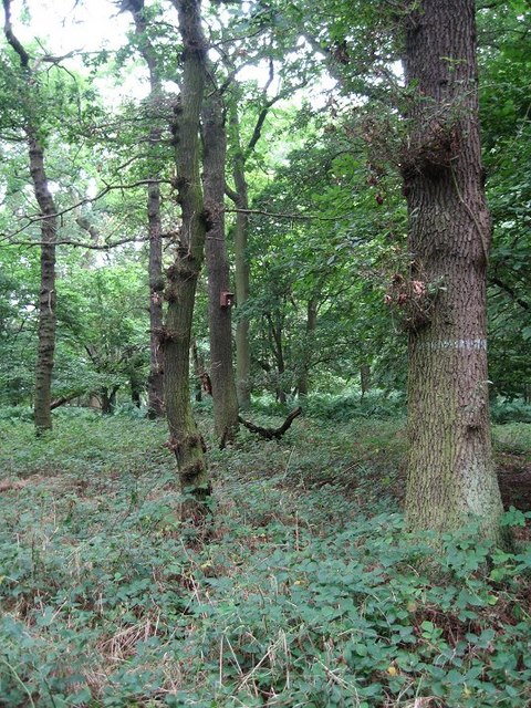 Gosforth Wood © Antonia :: Geograph Britain and Ireland