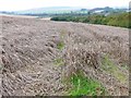 Unharvested Wheat south of Dorchester