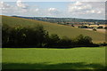 Field of maize, Wellington Heath