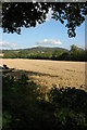 Wheat field near Colwall