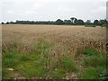 Wheat field, Almeley