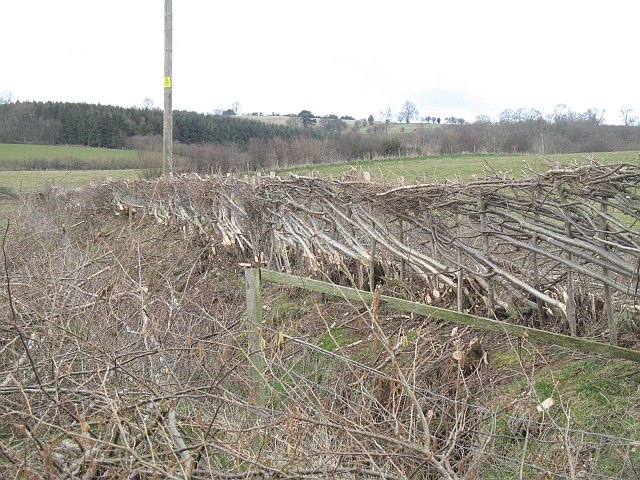 Hedge laying, Lower Wood Farm