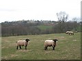 Suffolks and  Lower Wood Farm