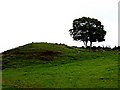 A tree on a mound