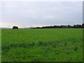 Countryside near Martinstown