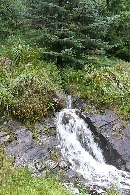 Stream in Lettershanbally forest
