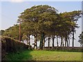 Copse near Glaspant, Blaenporth