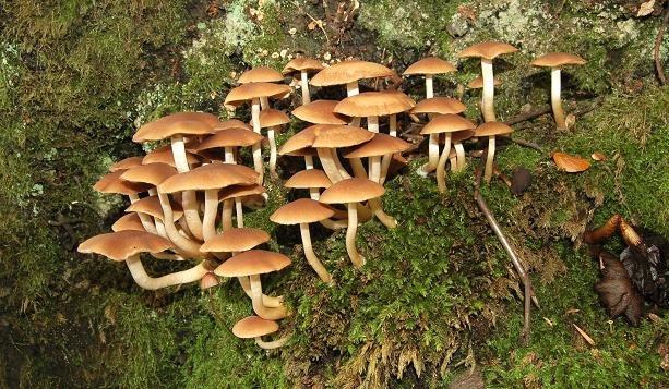 Fungus, Clandeboye Wood (15) © Albert Bridge cc-by-sa/2.0 :: Geograph ...