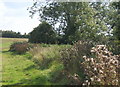 Field edge path along little valley below Ringshall House