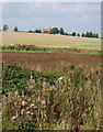 Rising fields with distant view of Brick Kiln Cottages