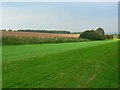 Gallop and linseed, Manton Down, Marlborough