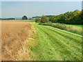 A view across Manton Down, Marlborough