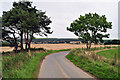 Trees on road leading to Easterton farm